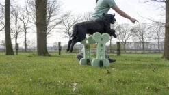 Dog Agility Set Indoor En Outdoor - Honden Trainingsset - -Hondenartikelen Serie Winkel 1200x674 10