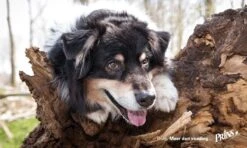 Prins Procare Protection Sterilised 15 Kg -Hondenartikelen Serie Winkel 1200x720