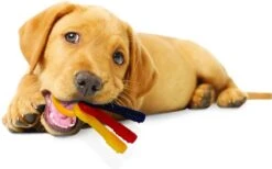 Nylabone Puppy Teething Key Flexible Geel&Blauw&Rood - Hondenspeelgoed - Wolf Tot 16kg -Hondenartikelen Serie Winkel 1200x746 8