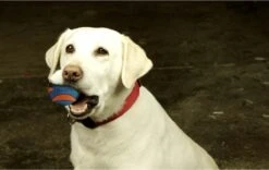 Chuckit! Chuckit Ultra Squeaker Ball Medium ø 6 Cm 2 - Pack -Hondenartikelen Serie Winkel 1200x760 4