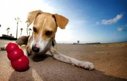 Kong Kauwbot - Hondenspeelgoed - Rood - L -Hondenartikelen Serie Winkel 1200x771 8