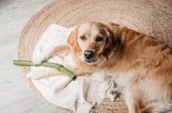 Beeztees Sumo Fit Stick - Hondenspeelgoed - Rubber - Oranje - 50 Cm 17 Beeztees Sumo Fit Stick - Hondenspeelgoed - Rubber - Oranje - 50 Cm -Hondenartikelen Serie Winkel 1200x793 12