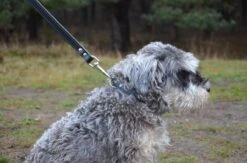 Hondenriem Leer - 2 Meter - Zwart - Hoge Kwaliteit Leer - Lederen Hondenriem - Ambachtelijk Gemaakt In Portugal -Hondenartikelen Serie Winkel 1200x794 7