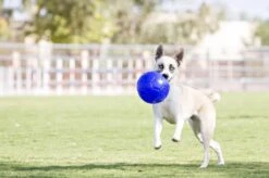 Jolly Pets Jolly Soccer Ball – Hondenspeelgoed – Apporteerspeelgoed– Jollyflex Stevig Kunststof – Drijvend Hondenspeeltje – Ø15cm – Licht Blauw -Hondenartikelen Serie Winkel 1200x796 7