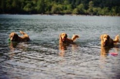 Chuckit! Chuckit Ultra Ball - XXL - 11 Cm -Hondenartikelen Serie Winkel 1200x797 10