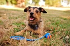 Chuckit! Ultra Ball M – Honden Speelgoed – Hondenbal– Drijft Op Water – Stuitert – Veilig Voor Gebit – Honden Bal – Ideaal Met De Ballenwerper – Ø 6cm – Oranje/Blauw – Hondenspeeltjes– 4-Pack 11 Chuckit! Ultra Ball M – Honden Speelgoed – Hondenbal– Drijft Op Water – Stuitert – Veilig Voor Gebit – Honden Bal – Ideaal Met De Ballenwerper – Ø 6cm – Oranje/Blauw – Hondenspeeltjes– 4-Pack -Hondenartikelen Serie Winkel 1200x797 13