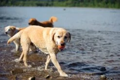 Chuckit! Ultra Ball M – Honden Speelgoed – Hondenbal– Drijft Op Water – Stuitert – Veilig Voor Gebit – Honden Bal – Ideaal Met De Ballenwerper – Ø 6cm – Oranje/Blauw – Hondenspeeltjes– 4-Pack 13 Chuckit! Ultra Ball M – Honden Speelgoed – Hondenbal– Drijft Op Water – Stuitert – Veilig Voor Gebit – Honden Bal – Ideaal Met De Ballenwerper – Ø 6cm – Oranje/Blauw – Hondenspeeltjes– 4-Pack -Hondenartikelen Serie Winkel 1200x797 14