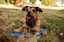 Chuckit! Ultra Ball XL – Honden Speelgoed – Ø 9 Cm – Oranje/Blauw – Apporteerspeelgoed – 1-Pack -Hondenartikelen Serie Winkel 1200x797 18