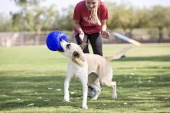Jolly Pets Jolly Soccer Ball – Hondenspeelgoed – Hondenspeeltjes Voor Binnen En Buiten – Hondenbal Voor Honden – Hondenvoetbal – Jollyflex Stevig Kunststof – Drijvend Hondenspeeltje – Ø20cm – Licht Blauw 11 Jolly Pets Jolly Soccer Ball – Hondenspeelgoed – Hondenspeeltjes Voor Binnen En Buiten – Hondenbal Voor Honden – Hondenvoetbal – Jollyflex Stevig Kunststof – Drijvend Hondenspeeltje – Ø20cm – Licht Blauw -Hondenartikelen Serie Winkel 1200x797 20