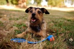 Chuckit! Chuckit Ultra Ball Hondenspeelgoed - Oranje - M - 2 Ballen - Ø 6cm -Hondenartikelen Serie Winkel 1200x797 8