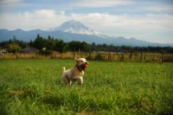 Chuckit! Ultra Ball XL – Honden Speelgoed – Ø 9 Cm – Oranje/Blauw – Apporteerspeelgoed – 1-Pack -Hondenartikelen Serie Winkel 1200x798 23