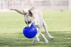 Jolly Pets Jolly Soccer Ball – Hondenspeelgoed – Apporteerspeelgoed– Jollyflex Stevig Kunststof – Drijvend Hondenspeeltje – Ø15cm – Licht Blauw -Hondenartikelen Serie Winkel 1200x798 24