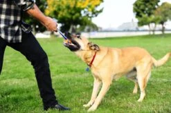 Chuckit! Chuckit Ultra Tug – Hondenspeelgoed - Blauw/Oranje – Large - ø 7 Cm -Hondenartikelen Serie Winkel 1200x798 28