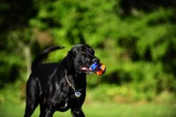 Chuckit! Chuckit Ultra Tug – Hondenspeelgoed - Blauw/Oranje – Large - ø 7 Cm -Hondenartikelen Serie Winkel 1200x798 29