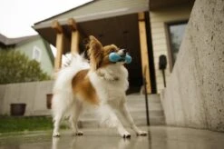 West Paw Zogoflex Hurley - Super Sterk Kauwbot Voor Honden - Kleur: Blauw, Maat: Large -Hondenartikelen Serie Winkel 1200x798 34