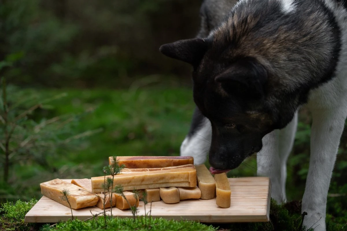 The Original Himalayan Yak Kauwbot Large Puur Fit – 5 Stuks 6 The Original Himalayan Yak Kauwbot Large Puur Fit – 5 Stuks - Afbeelding 4