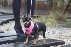 Puppia Soft Hondenharnas - M - Beige -Hondenartikelen Serie Winkel 1200x799 68