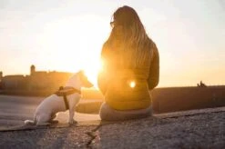 Julius K9 Julius-K9 IDC®Powertuig, XS - Mini-Mini, Donkerroze -Hondenartikelen Serie Winkel 1200x799 69