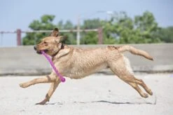 Kong Safestix Small - Kauwspeelgoed - 300mm X 88mm X 62mm - Multi -Hondenartikelen Serie Winkel 1200x799 79