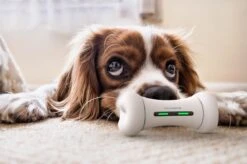 Wickedbone - Automatisch, Interactief En Intelligent Speelgoed Voor Honden - App & Bluetooth Bestuurbaar - USB Oplaadbaar -Hondenartikelen Serie Winkel 1200x799 84