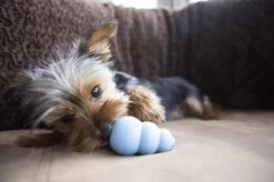 Kong Puppy - Hondenspeelgoed - Assorti - M -Hondenartikelen Serie Winkel 1200x799 88