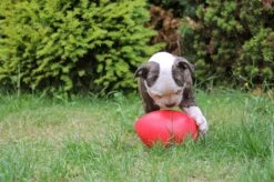 Jolly Pets Jolly Egg Hondenspeelgoed – Stevige Hondenbal – Gemaakt Van Extreem Duurzaam Kunststof – Geschikt Voor De Grotere Hond – Hondenspeeltjes – Weerbestendig - 30cm – Rood -Hondenartikelen Serie Winkel 1200x799 93