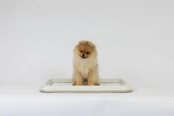 Easypets Puppy Training Pads - Zindelijkheidstraining - Hondentoilet - 60 X 60 Cm - 250 Stuks - INCL. PADHOUDER 7 Easypets Puppy Training Pads - Zindelijkheidstraining - Hondentoilet - 60 X 60 Cm - 250 Stuks - INCL. PADHOUDER -Hondenartikelen Serie Winkel 1200x800 101