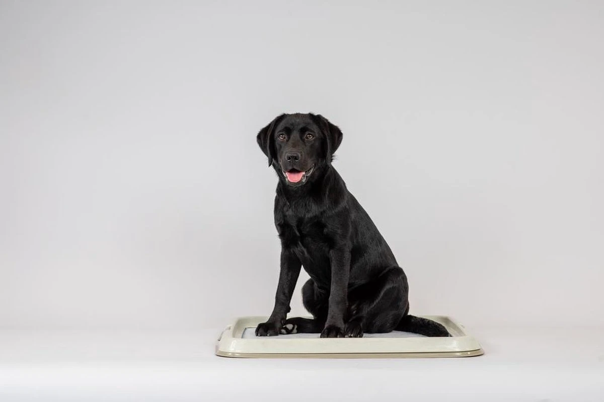 Easypets Puppy Training Pads - Zindelijkheidstraining - Hondentoilet - 60 X 60 Cm - 250 Stuks - INCL. PADHOUDER 5 Easypets Puppy Training Pads - Zindelijkheidstraining - Hondentoilet - 60 X 60 Cm - 250 Stuks - INCL. PADHOUDER - Afbeelding 3