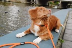 Rebel Petz - Honden Trainingslijn Met Halsband - Taupe, Zwart, Groen & Oranje - Maat Small Of Large - Kleur: Zwart, Maat: Large -Hondenartikelen Serie Winkel 1200x800 122