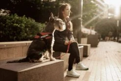 Julius K9 Julius-K9 IDC®Powertuig, S - Mini, Zwart -Hondenartikelen Serie Winkel 1200x800 126