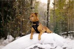 Hurtta Weekend Warrior Eco Harness - 45/60 Cm - Hedge -Hondenartikelen Serie Winkel 1200x800 129