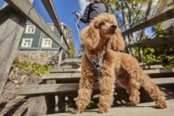 Hurtta Hondentuig - Hondenharnas - Y-harness - Kleur: Hedge - Maat:55-65 Cm -Hondenartikelen Serie Winkel 1200x800 132