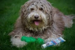 Tandenborstel + TANDPASTA Hond Melk Geur Smaak En Piep Honden Speelgoed - Cactus Dog Toy Tandverzorging Kauwbotten Hondenspeelgoed Hondenbot Kauwstaaf Tanden Puppy Hondenspeeltje Sterk Kauwspeelgoed - Dutchwide -Hondenartikelen Serie Winkel 1200x800 140