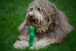 Tandenborstel + TANDPASTA Hond Melk Geur Smaak En Piep Honden Speelgoed - Cactus Dog Toy Tandverzorging Kauwbotten Hondenspeelgoed Hondenbot Kauwstaaf Tanden Puppy Hondenspeeltje Sterk Kauwspeelgoed - Dutchwide -Hondenartikelen Serie Winkel 1200x800 141