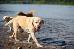 Chuckit! Ultra Ball L – Honden Speelgoed – Apporteren – Drijft Op Water – Stuitert – Veilig Voor Gebit – Honden Bal – Ideaal Met De Ballenwerper – Ø 7cm – Oranje/Blauw – Apporteerspeelgoed – 2-Pack -Hondenartikelen Serie Winkel 1200x800 142