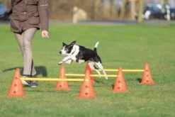 Trixie Dog Activity Hordenset - 3 ST 25 Trixie Dog Activity Hordenset - 3 ST -Hondenartikelen Serie Winkel 1200x800 154