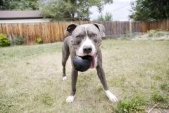 Kong Extreme 40 Kong Extreme -Hondenartikelen Serie Winkel 1200x800 160