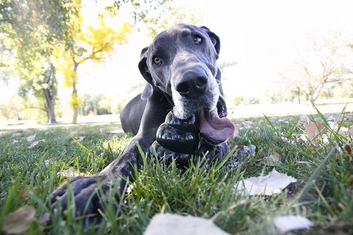 Kong Extreme 22 Kong Extreme - Afbeelding 20