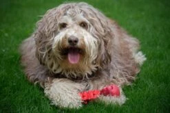 Kauwbot Hond Extra Sterk Kauwspeelgoed Melk Geur Smaak Honden Speelgoed - Rood Wit - Dutchwide -Hondenartikelen Serie Winkel 1200x800 167