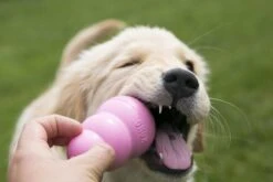 Kong Puppy - Kauwbot Hondenspeelgoed Small - Kauwbot - 85mm X 42mm - Groen/Wit -Hondenartikelen Serie Winkel 1200x800 196