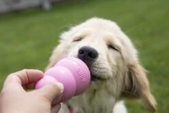 Kong Puppy - Kauwbot Hondenspeelgoed Small - Kauwbot - 85mm X 42mm - Groen/Wit -Hondenartikelen Serie Winkel 1200x800 198