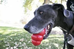 Kong Kauwbot - Hondenspeelgoed - Rood - L -Hondenartikelen Serie Winkel 1200x800 221