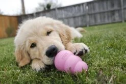 Kong Puppy - Hondenspeelgoed - Assorti - L -Hondenartikelen Serie Winkel 1200x800 228