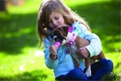 Kong Puppy - Hondenspeelgoed - Assorti - M -Hondenartikelen Serie Winkel 1200x800 235