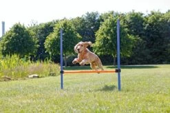 Trixie Dog Activity Agility Horde - Blauw/Oranje - 123 X 115 X 3 Cm -Hondenartikelen Serie Winkel 1200x800 238