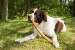 Beeztees Sumo Fit Stick - Hondenspeelgoed - Rubber - Oranje - 50 Cm 14 Beeztees Sumo Fit Stick - Hondenspeelgoed - Rubber - Oranje - 50 Cm -Hondenartikelen Serie Winkel 1200x800 243