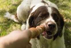 Beeztees Sumo Fit Stick - Hondenspeelgoed - Rubber - Oranje - 50 Cm 16 Beeztees Sumo Fit Stick - Hondenspeelgoed - Rubber - Oranje - 50 Cm -Hondenartikelen Serie Winkel 1200x800 244