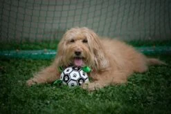 Honden Speelgoed Bal Voetbal Extra Sterk Met Handvaten Ball Hondenbal - 15 Cm - Dutchwide -Hondenartikelen Serie Winkel 1200x800 246