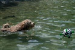 Honden Speelgoed Bal Voetbal Extra Sterk Met Handvaten Ball Hondenbal - 15 Cm - Dutchwide -Hondenartikelen Serie Winkel 1200x800 248