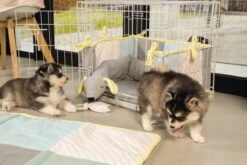 Beeztees Puppy Cosy Doggy - Hondenspeelgoed - Grijs - 120x12x9,5 Cm -Hondenartikelen Serie Winkel 1200x800 274